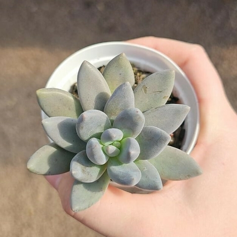Sedeveria Blue Mist