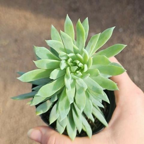 Sedeveria Fanfare