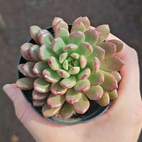 Graptoveria Bashful
