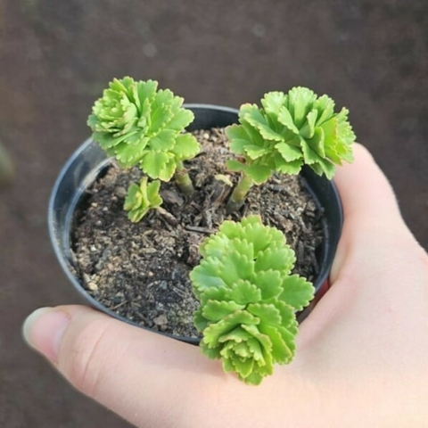 Sedum Atlantis
