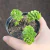 Sedum Atlantis