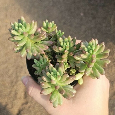 Sedum Rubrotinctum Aurora