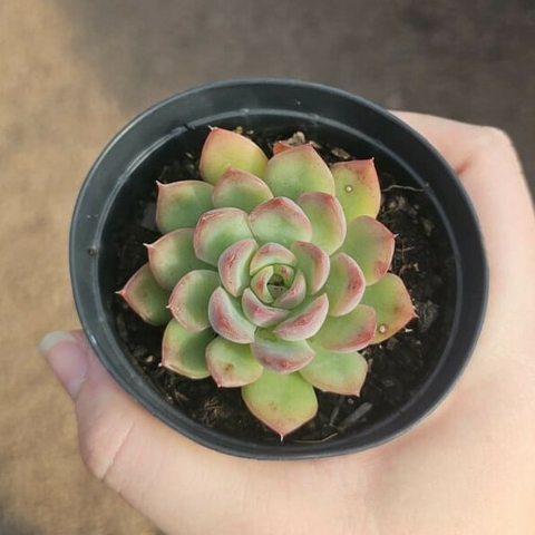 Echeveria Shira