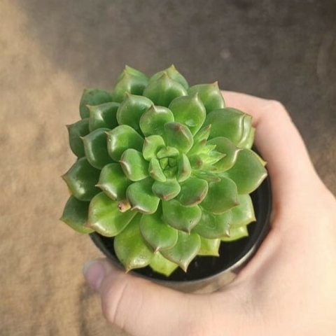 Echeveria Arigie