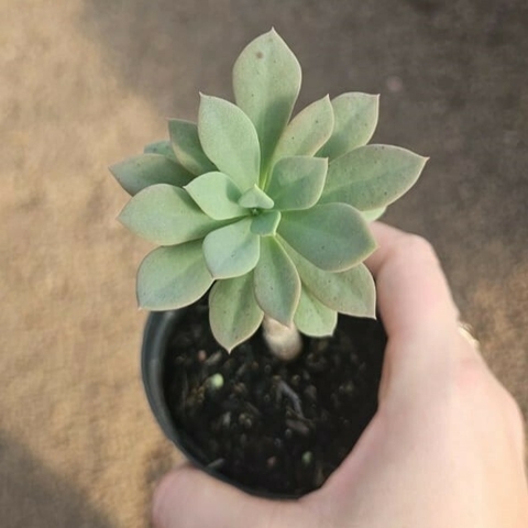 Senecio Galpinii