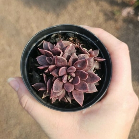 Sinocrassula Indica