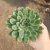 Echeveria Pulidonis