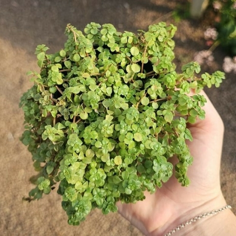 Soleirolia Soleirolii - Barba de Moisés