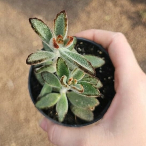 Kalanchoe Tomentosa