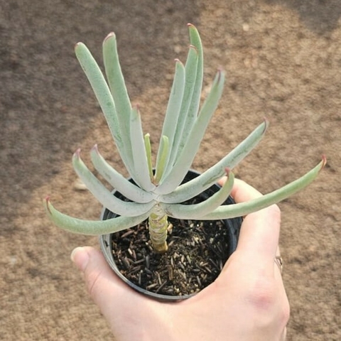 Cotyledon Orbiculata Elk Horns