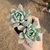 Echeveria Snow Queen
