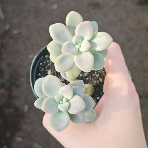 Graptoveria Ellen