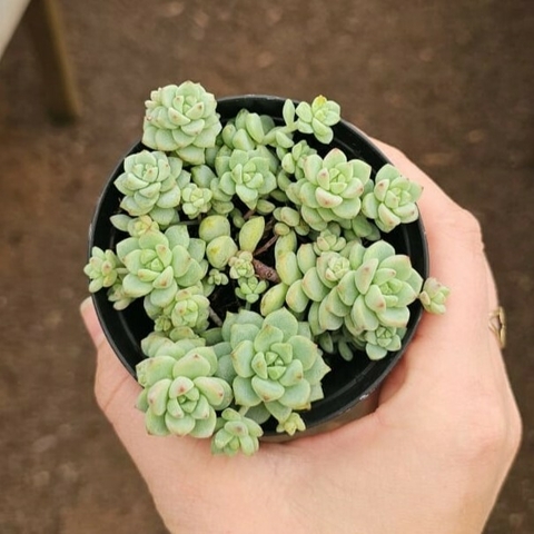 Sedum Perezderalosae