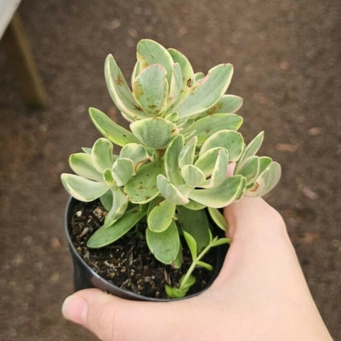 Crassula Money Maker Variegata