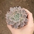 Graptoveria Pretty in Pink