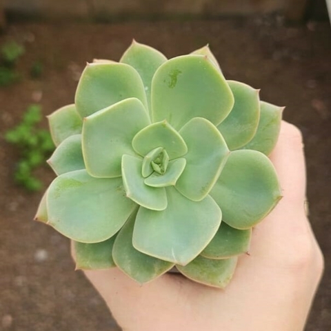 Echeveria Antigua