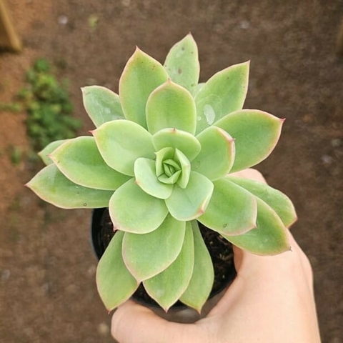 Echeveria Golden Glow