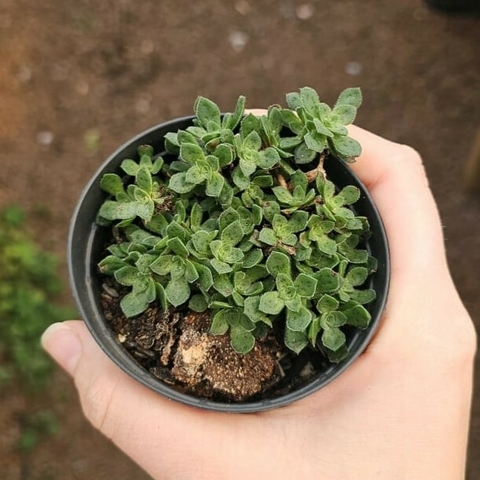 Crassula Exilis
