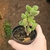 Cotyledon Tomentosa - Patinha De Urso