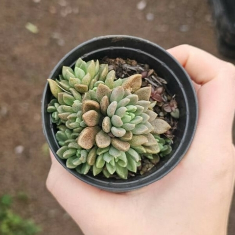 Sinocrassula Densirosulata