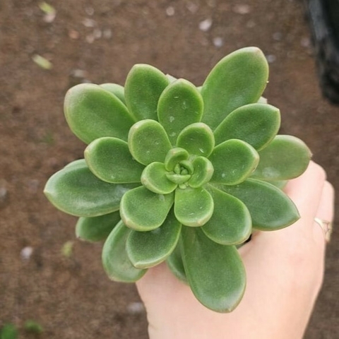 Cremneria Mutabilis