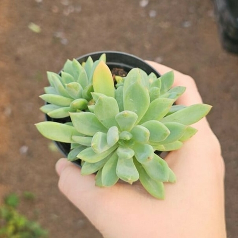 Pachyphytum Hibrído
