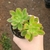 Pachysedum Team-set