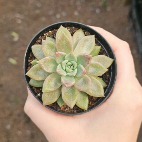 Echeveria Melody