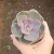 Echeveria Perle Von Nurnberg