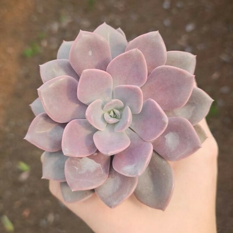 Graptoveria Debbie