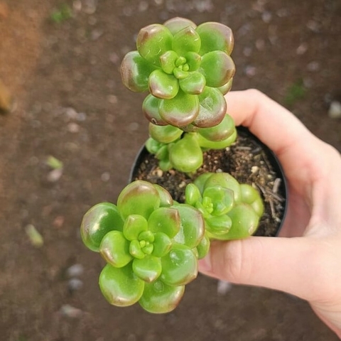 Sedum Lucidum Obesum
