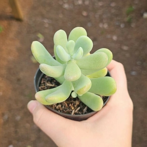 Sedum Alantoide