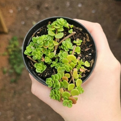 Sedum Makinoi