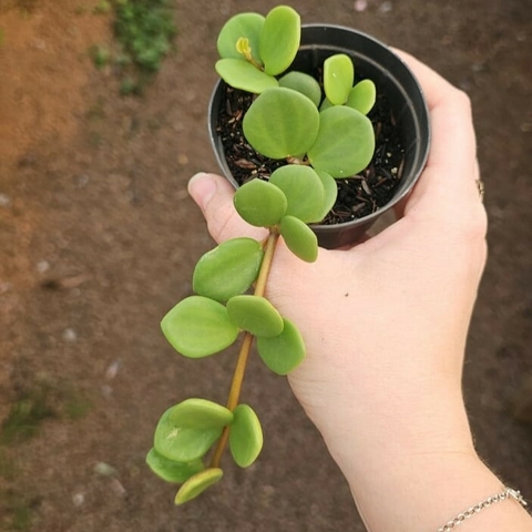 Peperomia Hope