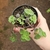 Crassula Pellucida Rubra