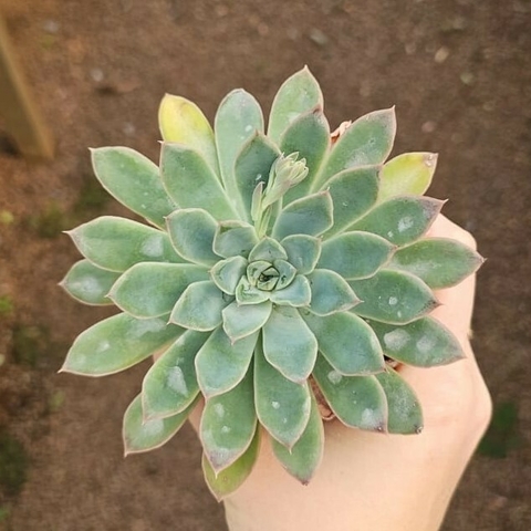 Echeveria Hibrída Pulidonis