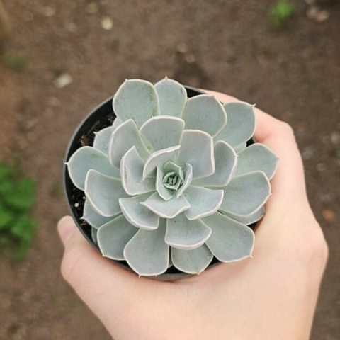 Echeveria San Carlos