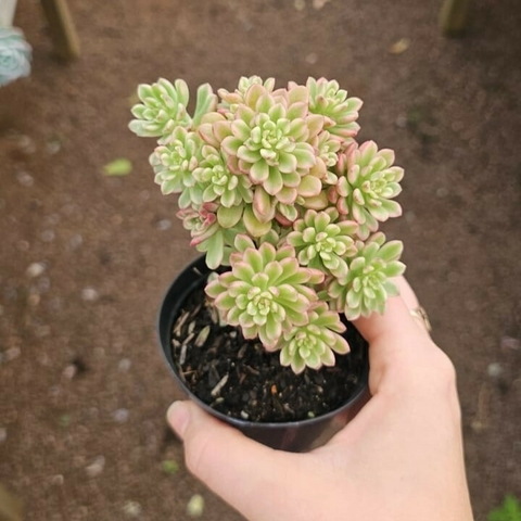 Sedum Joyce Tulloch Variegata