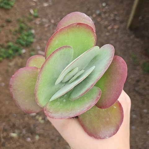 Kalanchoe Thirsiflora - orelha de elefante