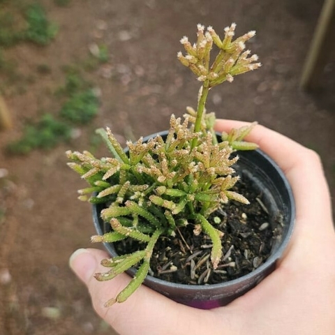 Rhipsalis