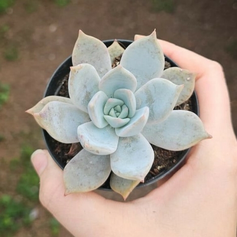 Echeveria Lia