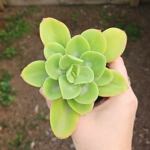 Echeveria Big Green