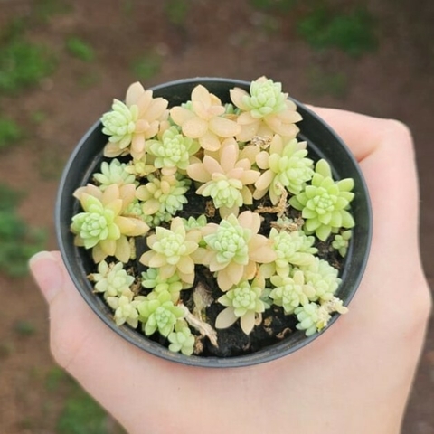 Sedum Hemsleyanum - Colar De Princesa