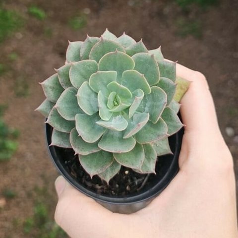 Echeveria Painted Green