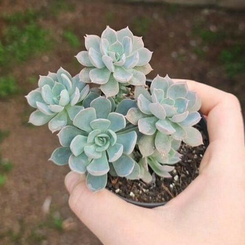 Echeveria Angel