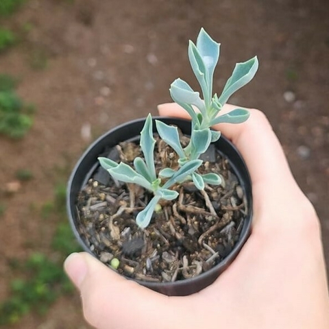 Senecio Kleiniiformis