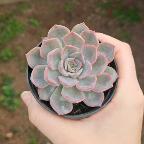 Echeveria Hércules