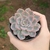 Echeveria Hércules