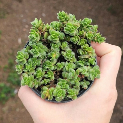 Crassula David