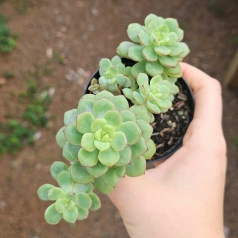 Echeveria Tencho Aqua Blanca